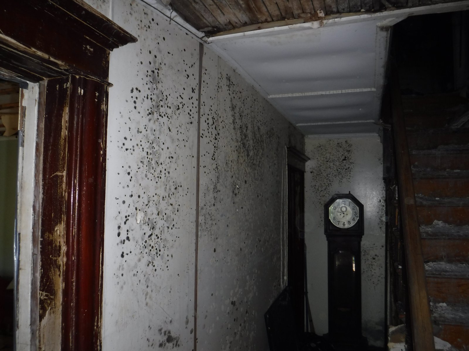 Basement mold Connecticut